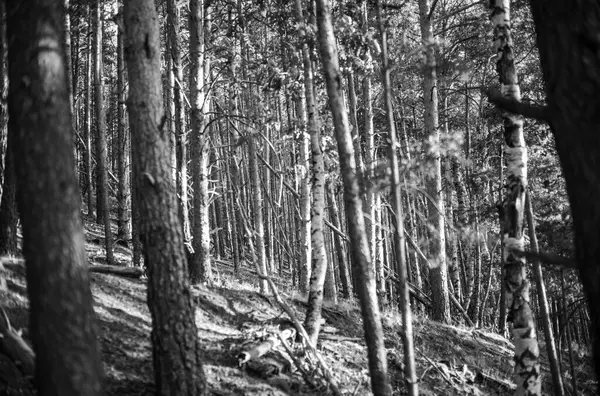 Ormanın siyah beyaz fotoğrafı.