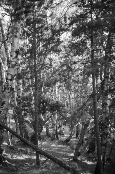 Işığın altında büyük bir ağacı olan güzel bir orman..