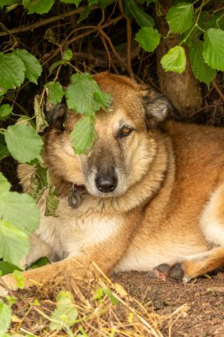 Şirin kahverengi köpek yerde yatıyor..