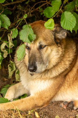 a genç köpek portresi