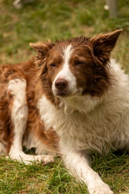 Parktaki Colie 'nin portresi