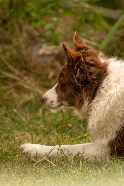 Çimenlerde yatan çoban köpeğinin portresi.