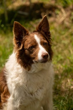 Sınır köpeği yaz bahçesinde