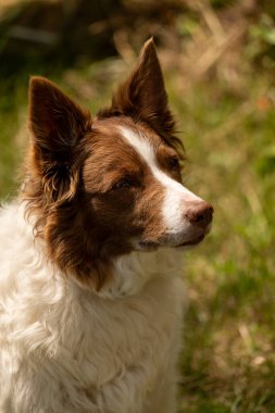 Beyaz, kahverengi ve kahverengi bir köpeğin yakın plan çekimi.