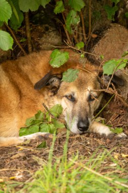 Köpek yerde yatıyor.