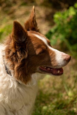 Bir köpeğin portresi.