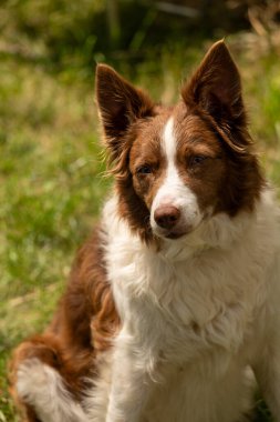 Güzel bir köpeğin portresi.