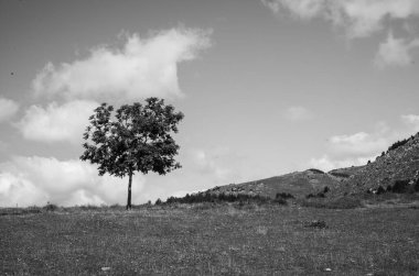 Tarlada yapayalnız ağaç