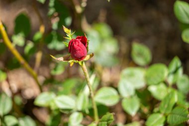 yeşil bir arka plan üzerinde kırmızı gül çiçek
