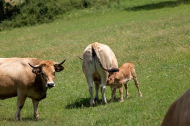 Bir inek sürüsü ve tarlada otlayan bir buzağı..