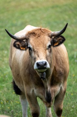 Boynuzları olan beyaz bir inek portresi