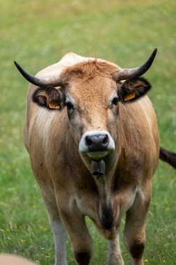 Otlaktaki inek, hayvan.