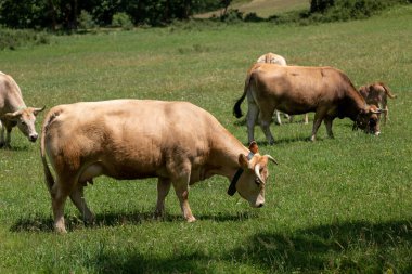 İnekler yeşil çayırlarda otluyor.