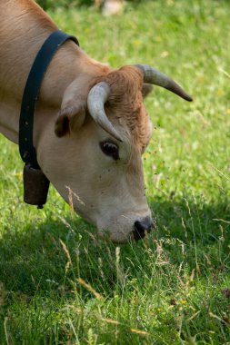 yeşil çimlerde otlayan inek