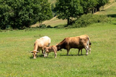 Yeşil çayırdaki inekler