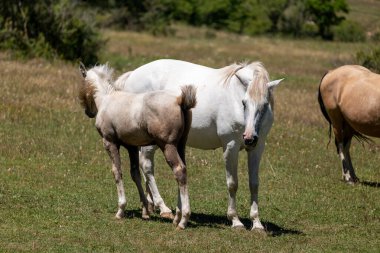 Çiftlik hayvanlarının doğasında bir tarlada at