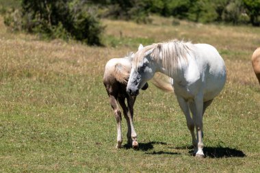Beyaz atlı bir arazide