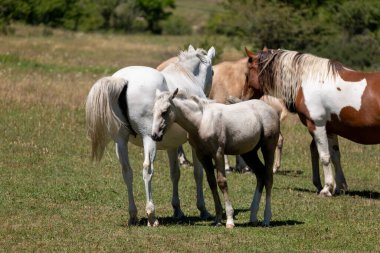 Otlaktaki beyaz atlar