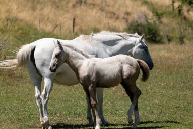 beyaz ve beyaz atlar