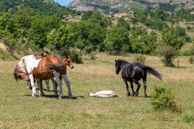 Otlakta otlayan bir at sürüsü.