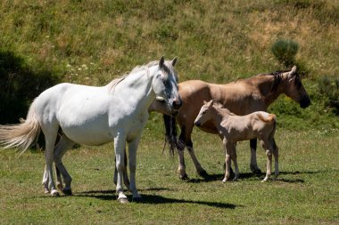 Güzel beyaz ve kahverengi atlar otlakta