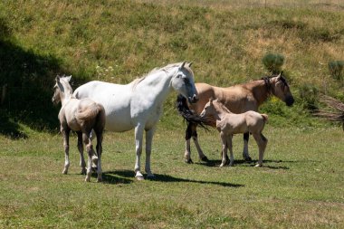 Otlakta beyaz bir at