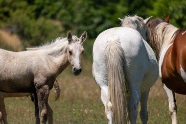 Utah çölündeki vahşi atlar.