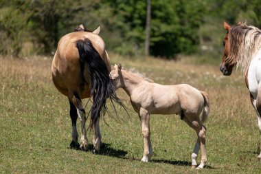 Genç tay, annesiyle birlikte çiftlikteki çayırda.