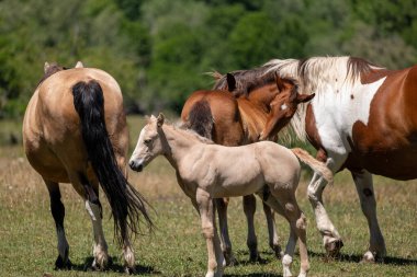 Çiftlikteki atlar, arka planda, doğa manzarası.