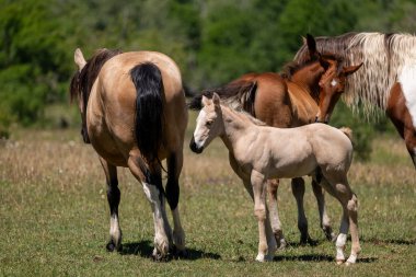 Almanya'da Vahşi atlar