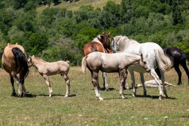 Dağdaki beyaz at sürüsü