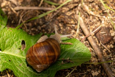 Salyangoz yerde sürünüyor..