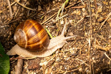 Çimenlerde sürünen salyangoz