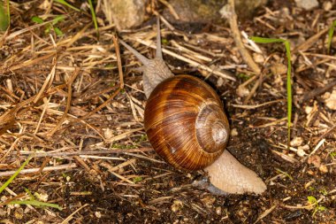 Ormanda yerde sürünen bir salyangoz.
