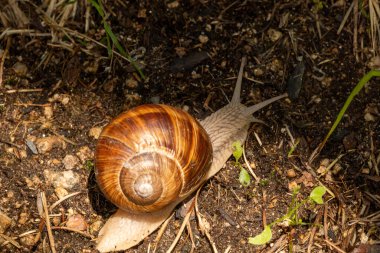 Salyangoz, salyangoz, hayvan, salyangoz