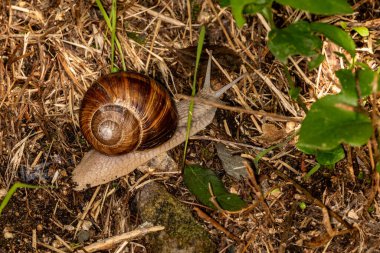 Çimenlerde sürünen salyangoz