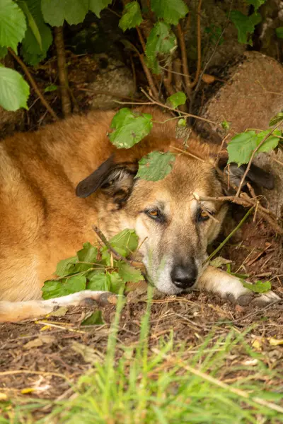 Köpek yerde yatıyor.
