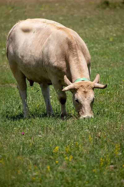İspanya 'nın otlağında beyaz bir boğa