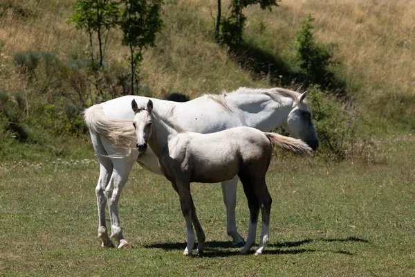 Tarlada iki beyaz at.