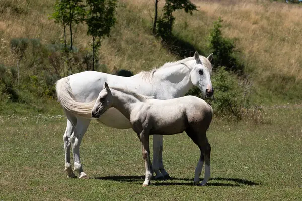 Beyaz atlar ve atlar