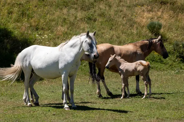 Güzel beyaz ve kahverengi atlar otlakta