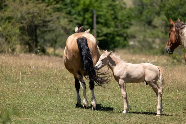 Dağlarda çayırdaki atlar.