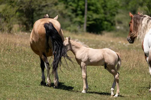 Genç tay, annesiyle birlikte çiftlikteki çayırda.