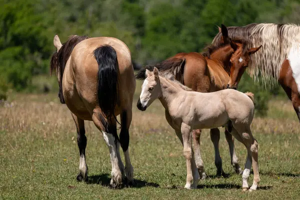 Almanya'da Vahşi atlar