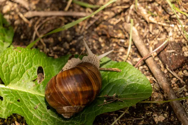 Yeşil çimlerde sürünen salyangoz