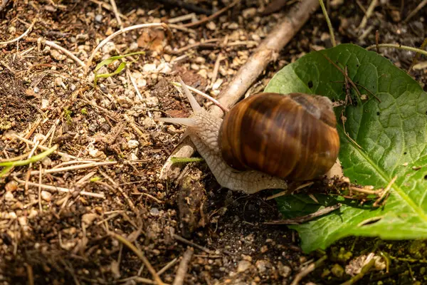 Yerde sürünen bir salyangoz. Yaklaş.