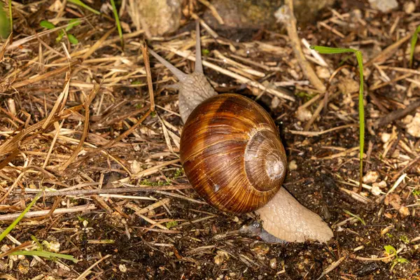 Ormanda yerde sürünen bir salyangoz.
