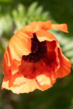 Kırmızı poppies yakın çekim.