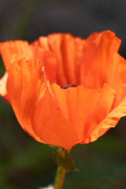 Güzel botanik fotoğrafı, doğal duvar kağıdı.