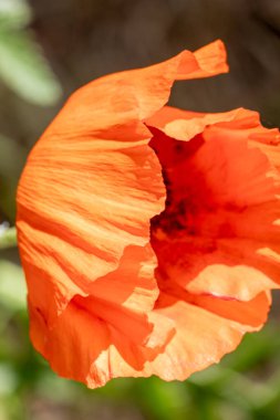 Bahçede kırmızı gelincikler